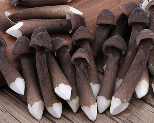黑皮鸡枞