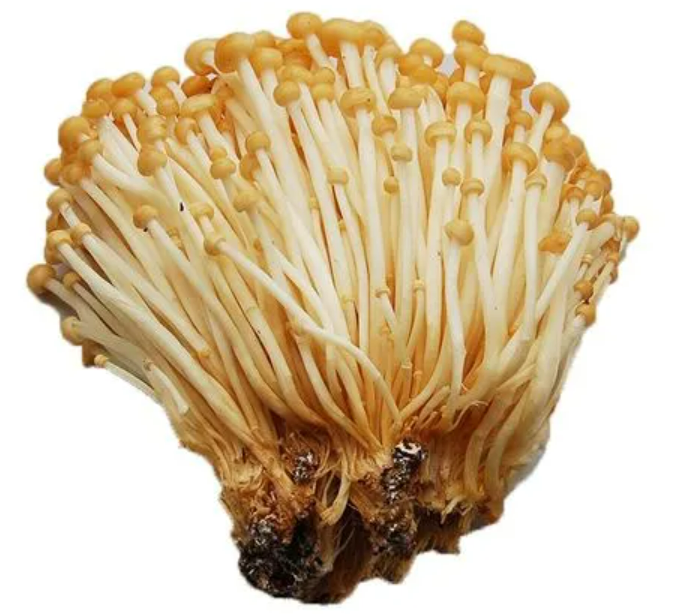 山茶茸