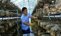 食用菌产业汇聚邹城高质量发展内生动力
