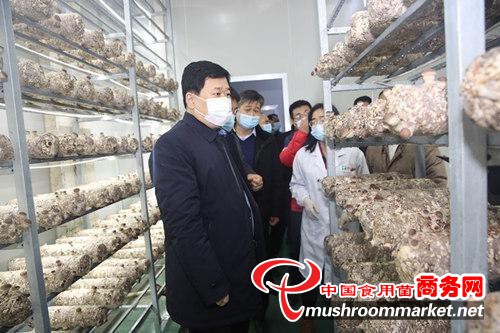 邹城市委书记张百顺调研食用菌产业发展情况