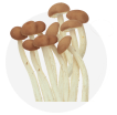 茶树菇